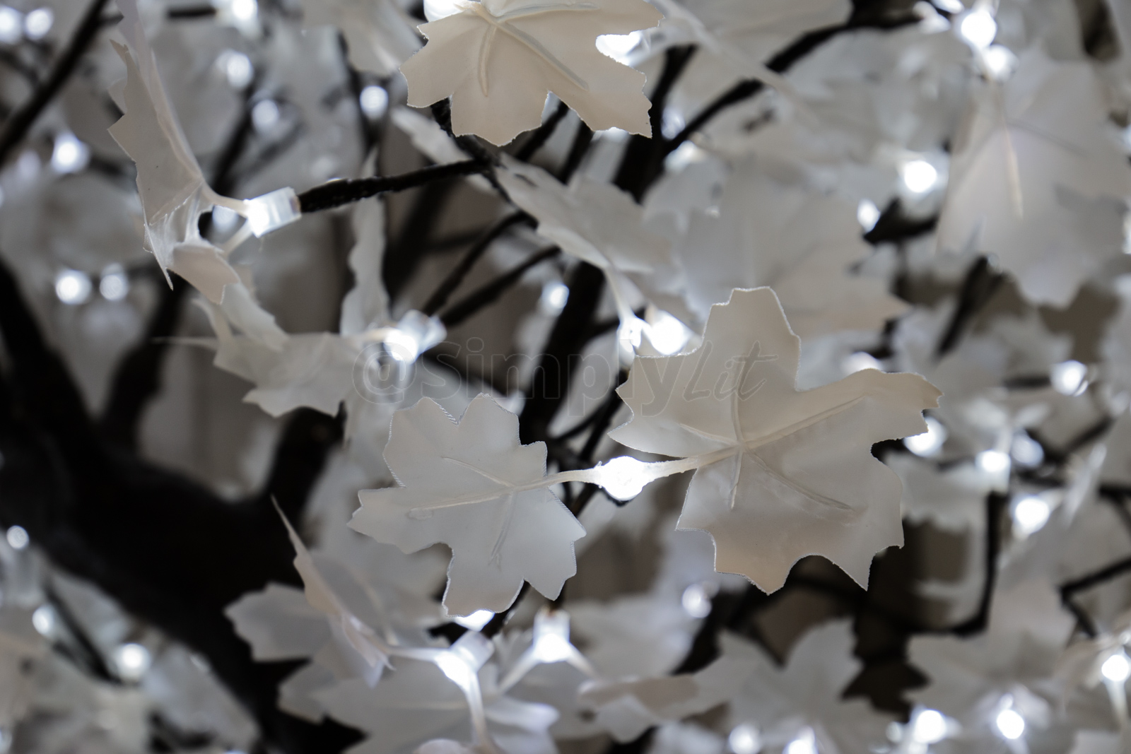 White Maple (Standard 9ft)