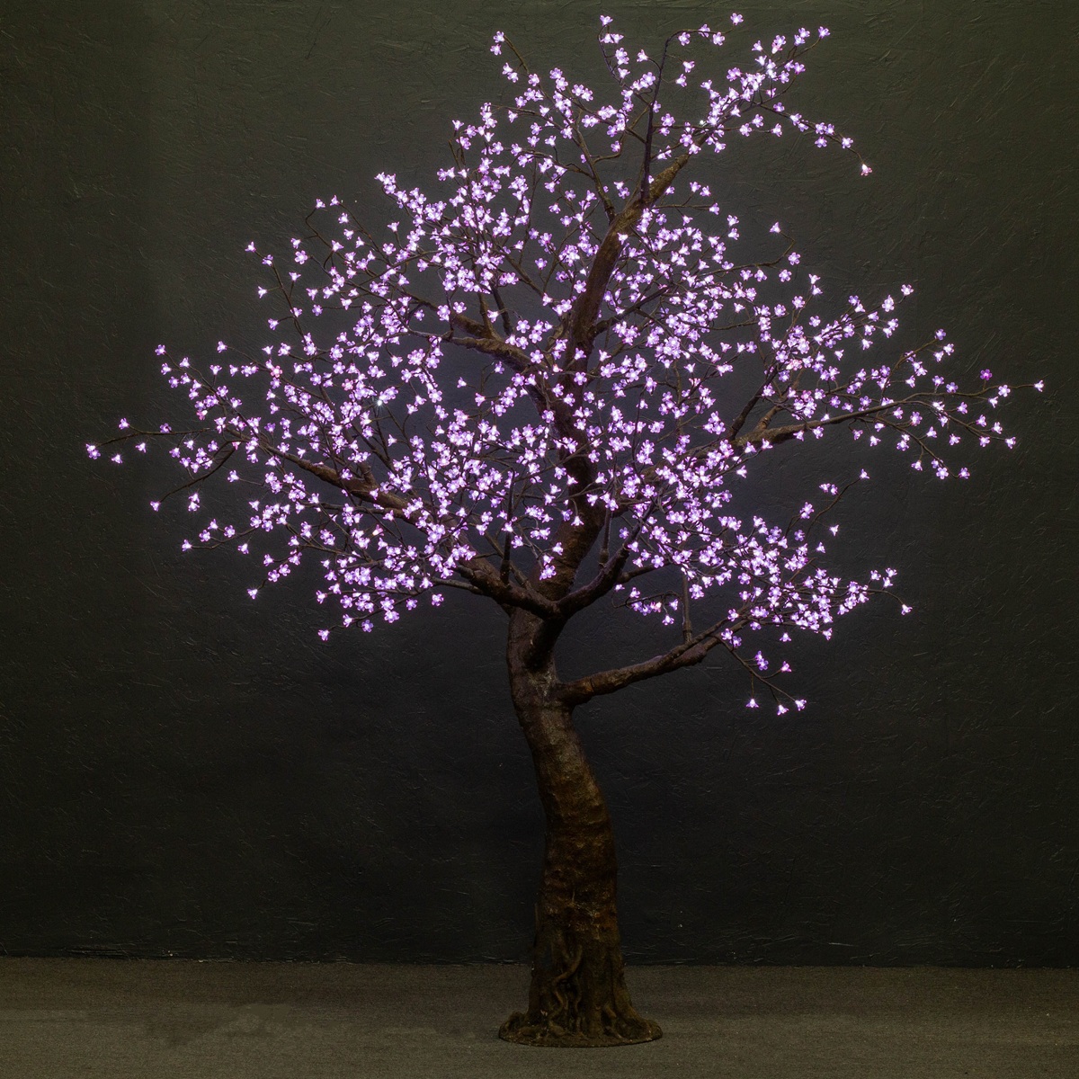Purple Cherry (Standard 9ft)