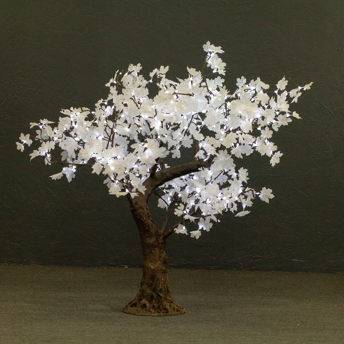 White Maple (Petite 5ft)