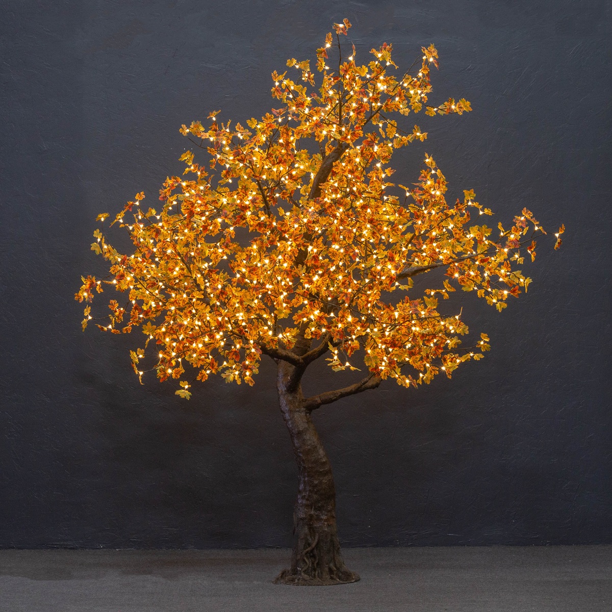 Autumn Maple (Standard 9ft)